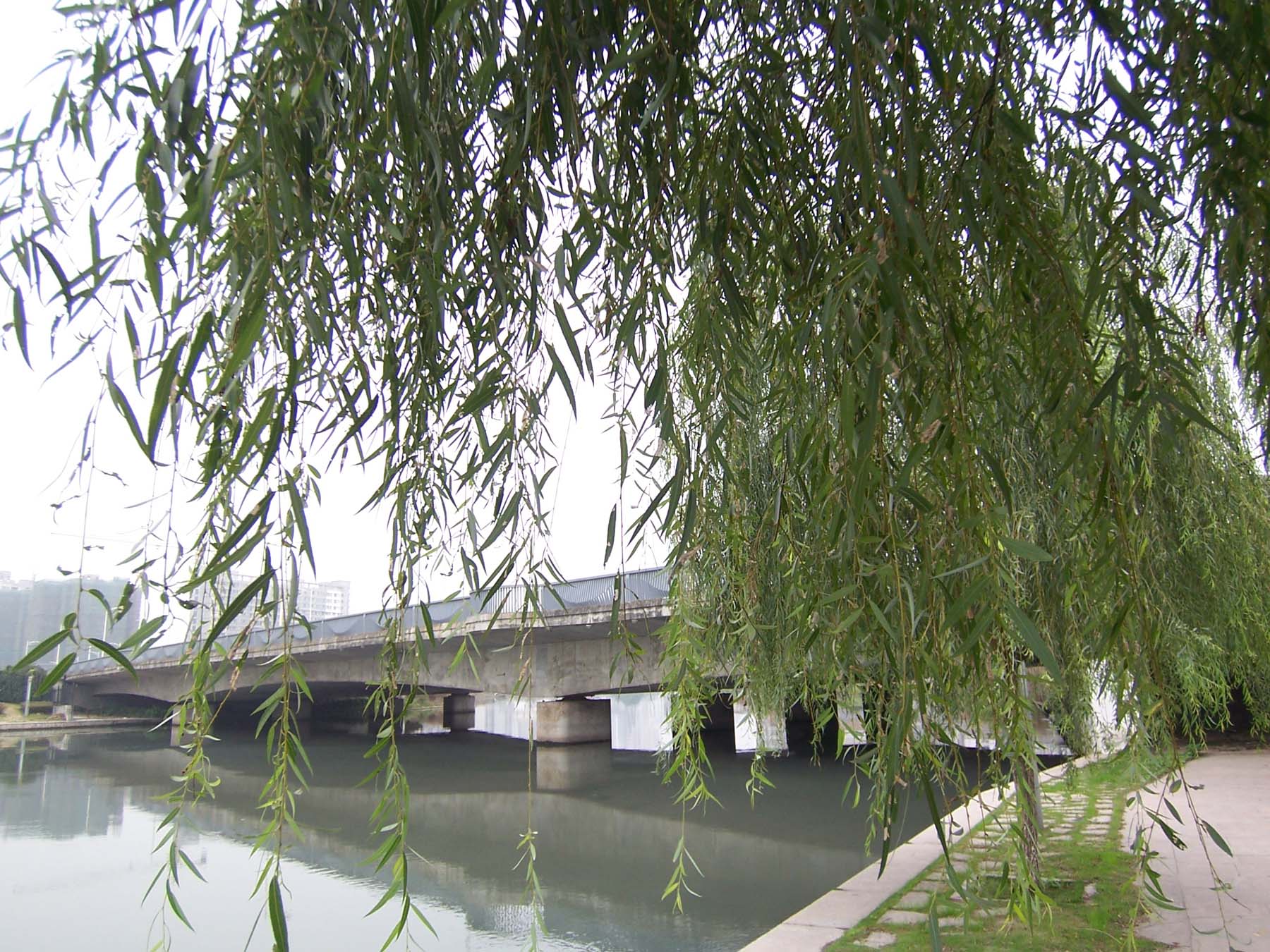 温州中心区大桥